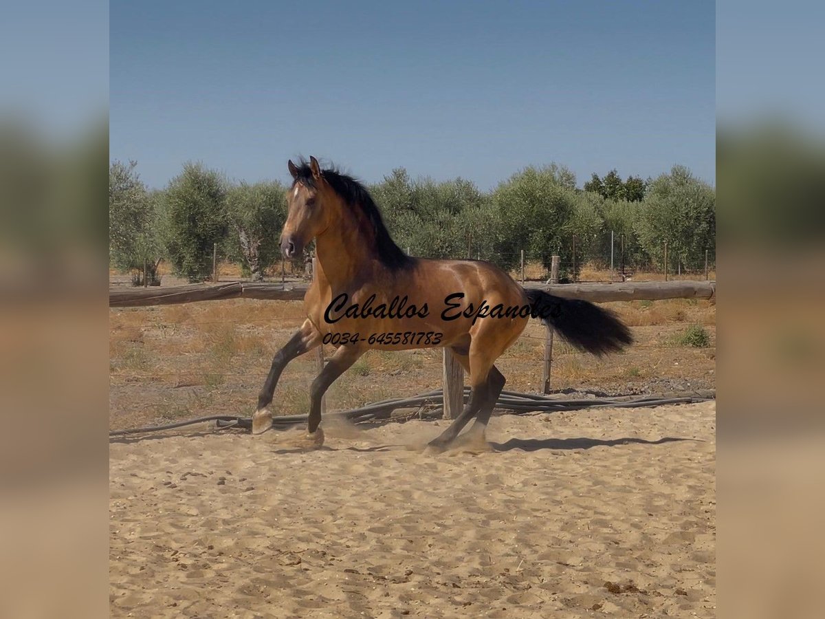 Andalou Étalon 6 Ans 161 cm Isabelle in Vejer de la Frontera