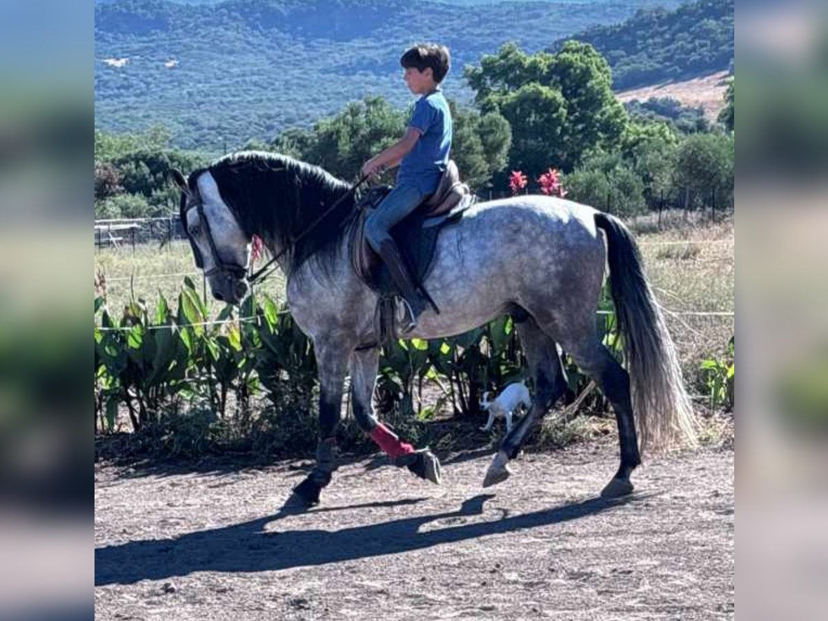 Andalou Étalon 6 Ans 162 cm Gris pommelé in Navalcan