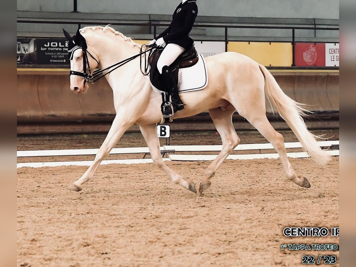 Andalou Croisé Étalon 6 Ans 172 cm in Arluno