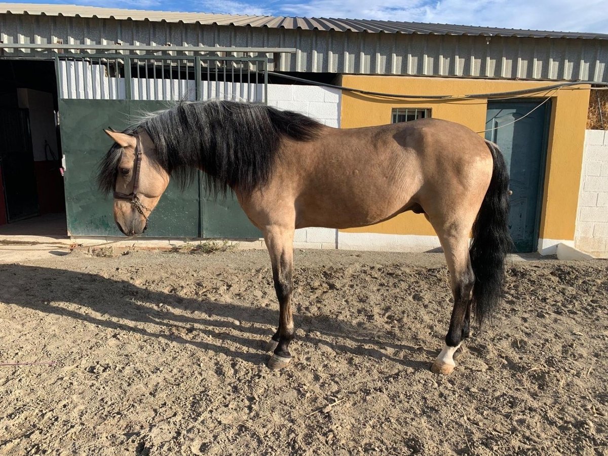 Andalou Étalon 7 Ans 165 cm Isabelle in Malaga