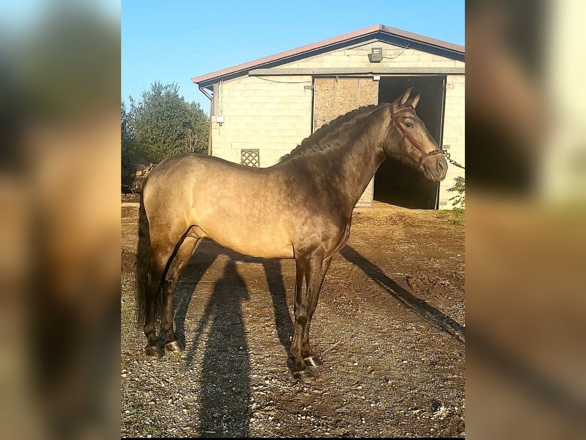 Andalou Étalon 8 Ans 162 cm Buckskin in Milano