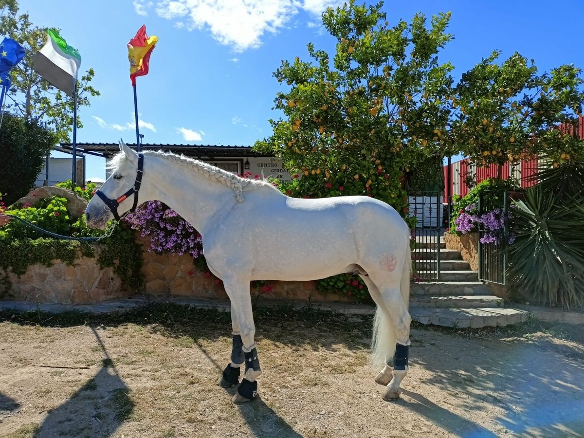 Andalou Étalon 8 Ans 168 cm Blanc in Badajoz