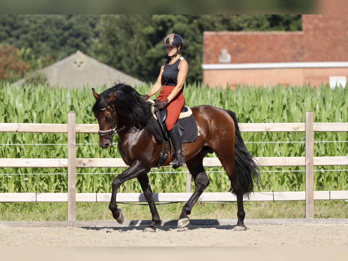 Andalou Étalon 9 Ans 162 cm Bai in Bogaarden