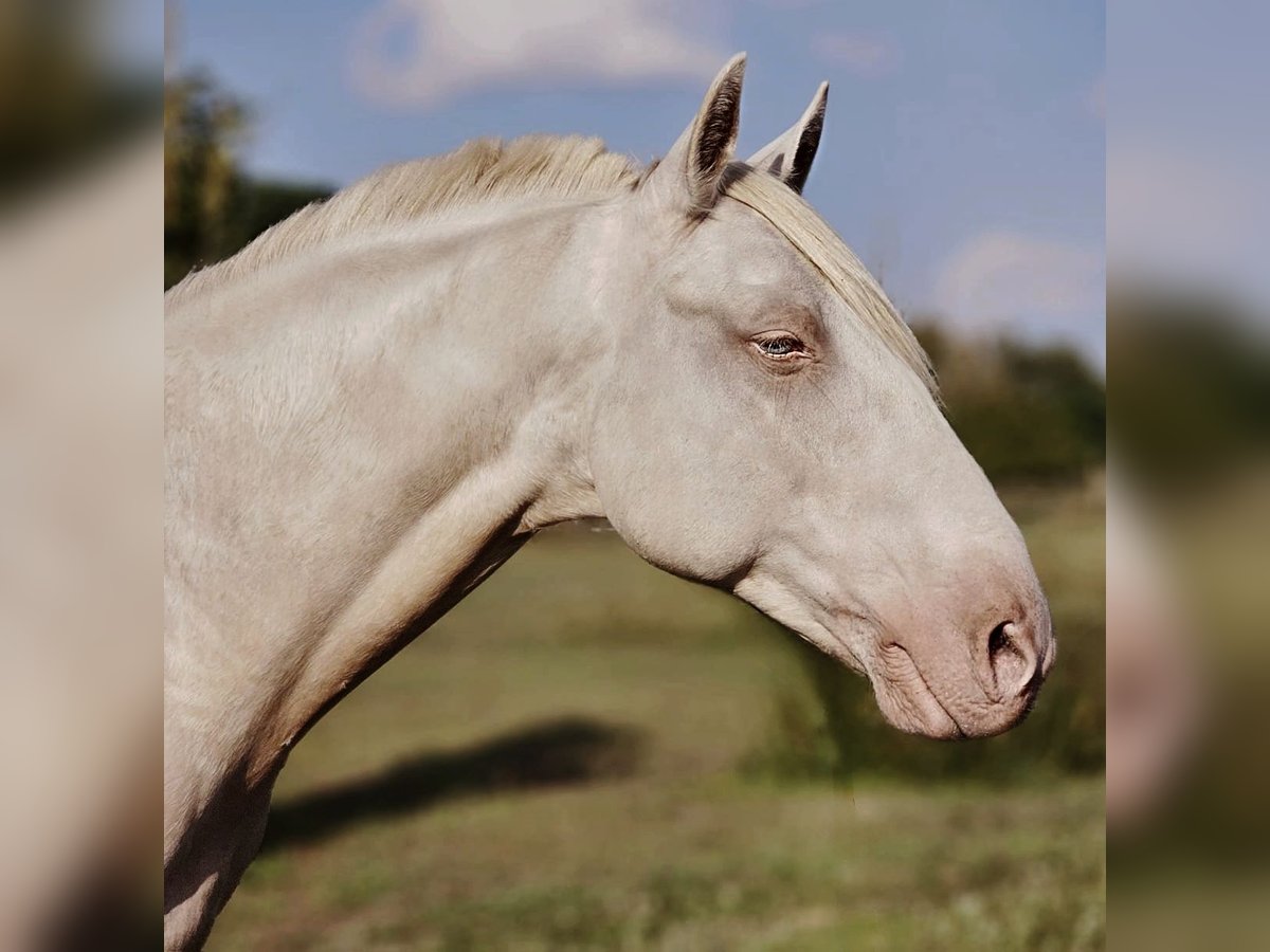 Andalou Croisé Hongre 10 Ans 153 cm Cremello in Ludwigsfelde