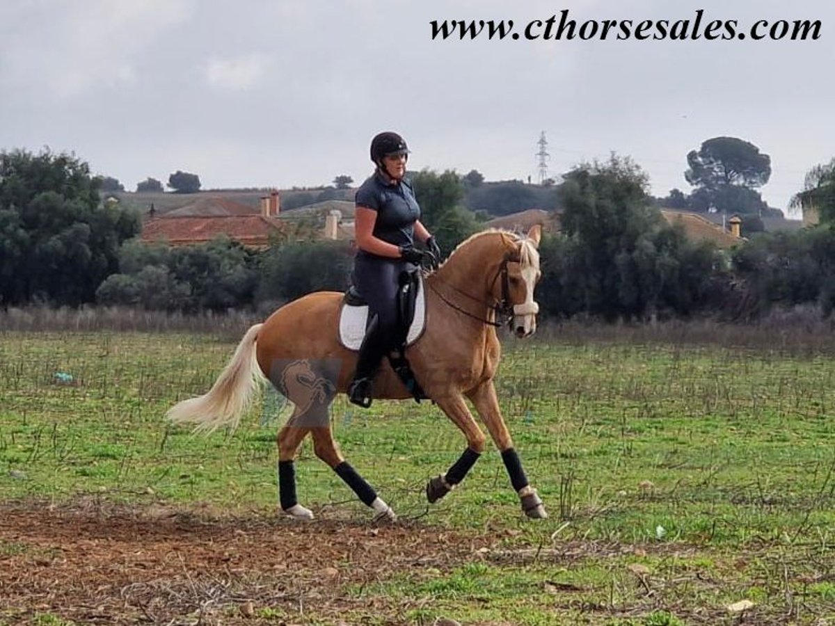 Andalou Hongre 10 Ans 158 cm Palomino in Sevilla