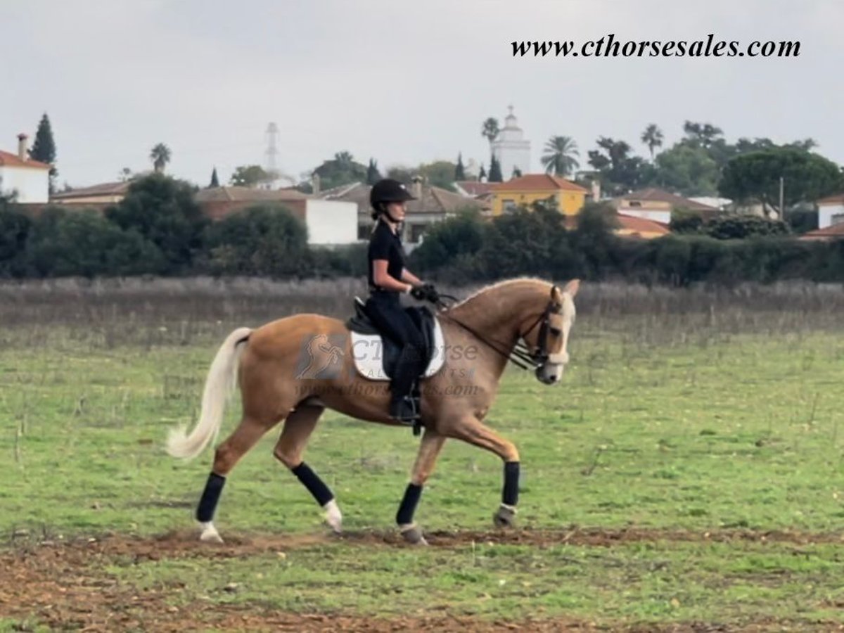 Andalou Hongre 10 Ans 158 cm Palomino in Sevilla