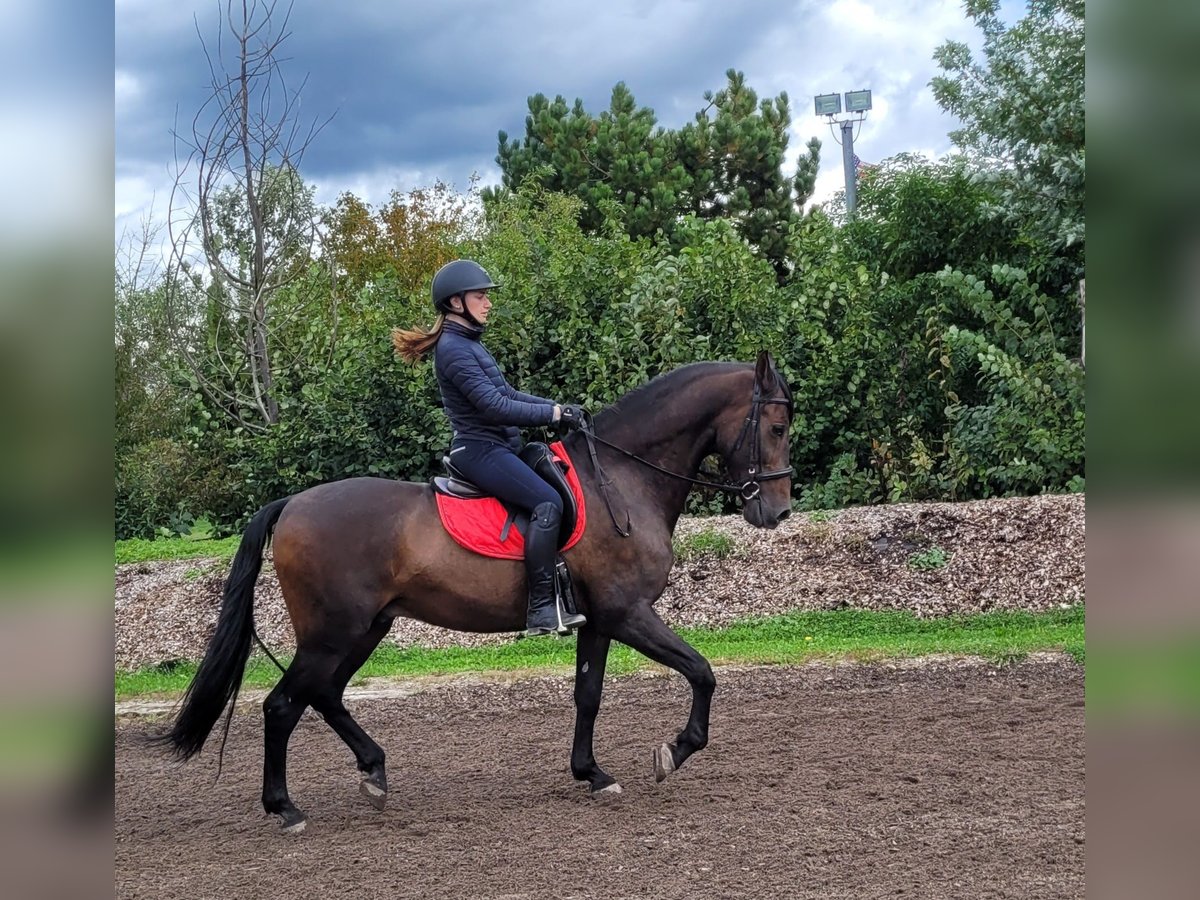 Andalou Croisé Hongre 10 Ans 159 cm Bai brun in Karlshuld