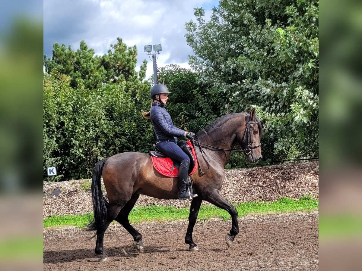 Andalou Croisé Hongre 10 Ans 159 cm Bai brun in Karlshuld