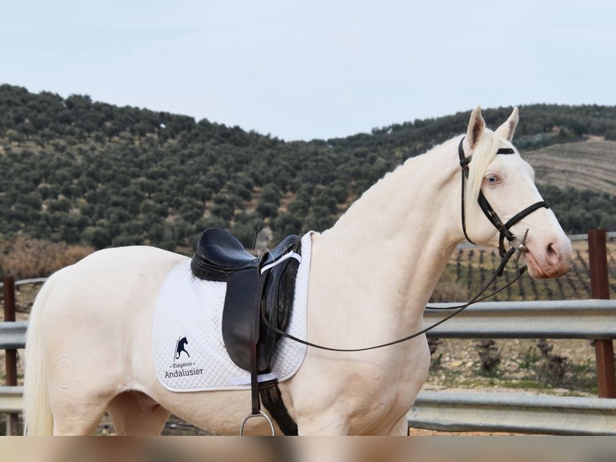 Andalou Hongre 12 Ans 155 cm Cremello in Provinz Cordoba