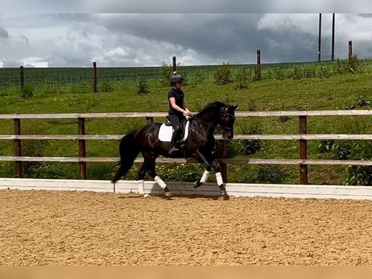 Andalou Hongre 12 Ans 163 cm Noir in Hereford