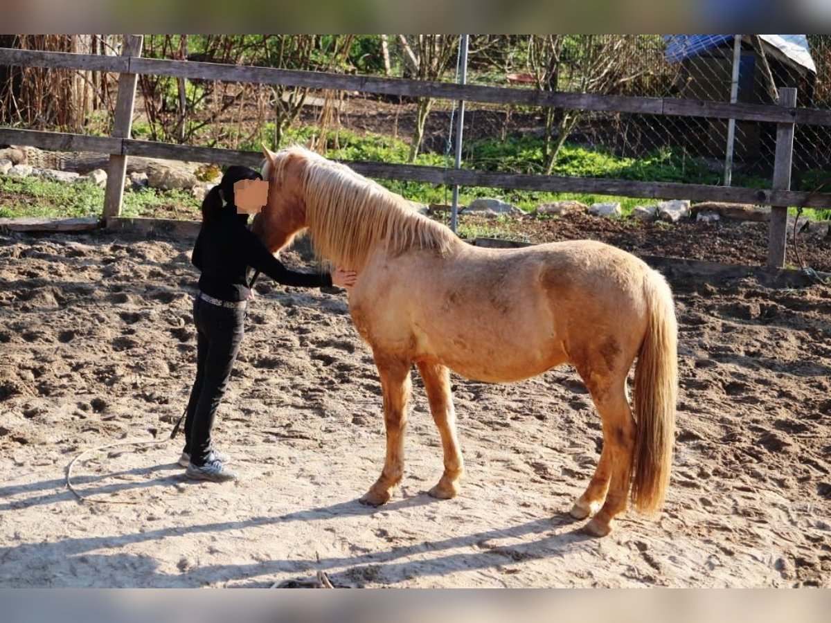 Andalou Hongre 13 Ans 155 cm Palomino in Müllheim