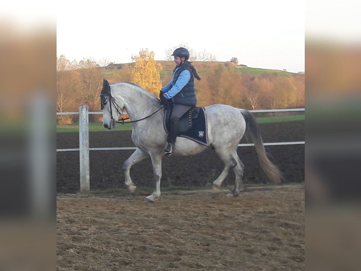 Andalou Hongre 13 Ans 166 cm Gris moucheté in N&#xF6;rdlingen