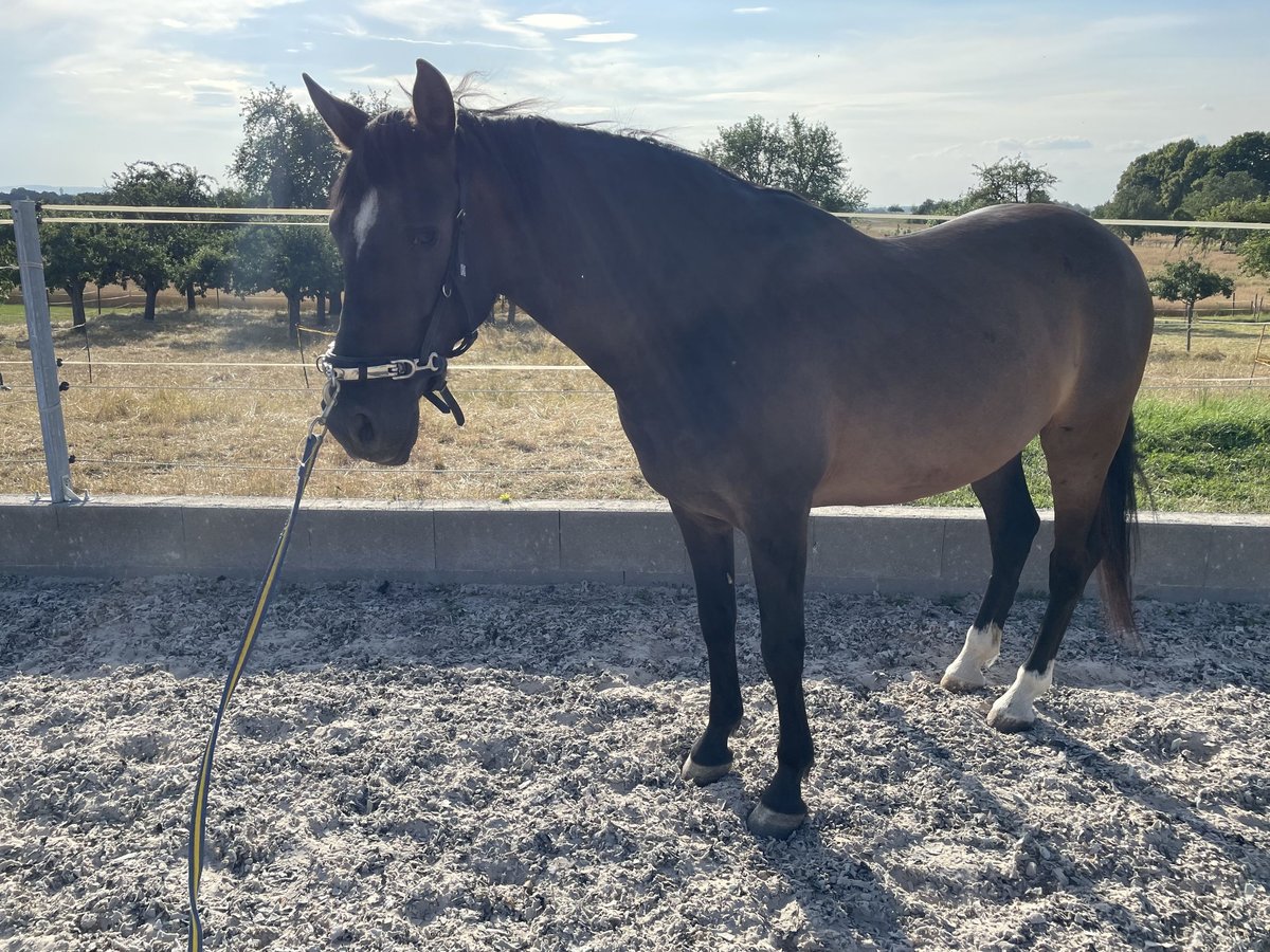 Andalou Hongre 14 Ans 158 cm Bai brun in Neuenstein