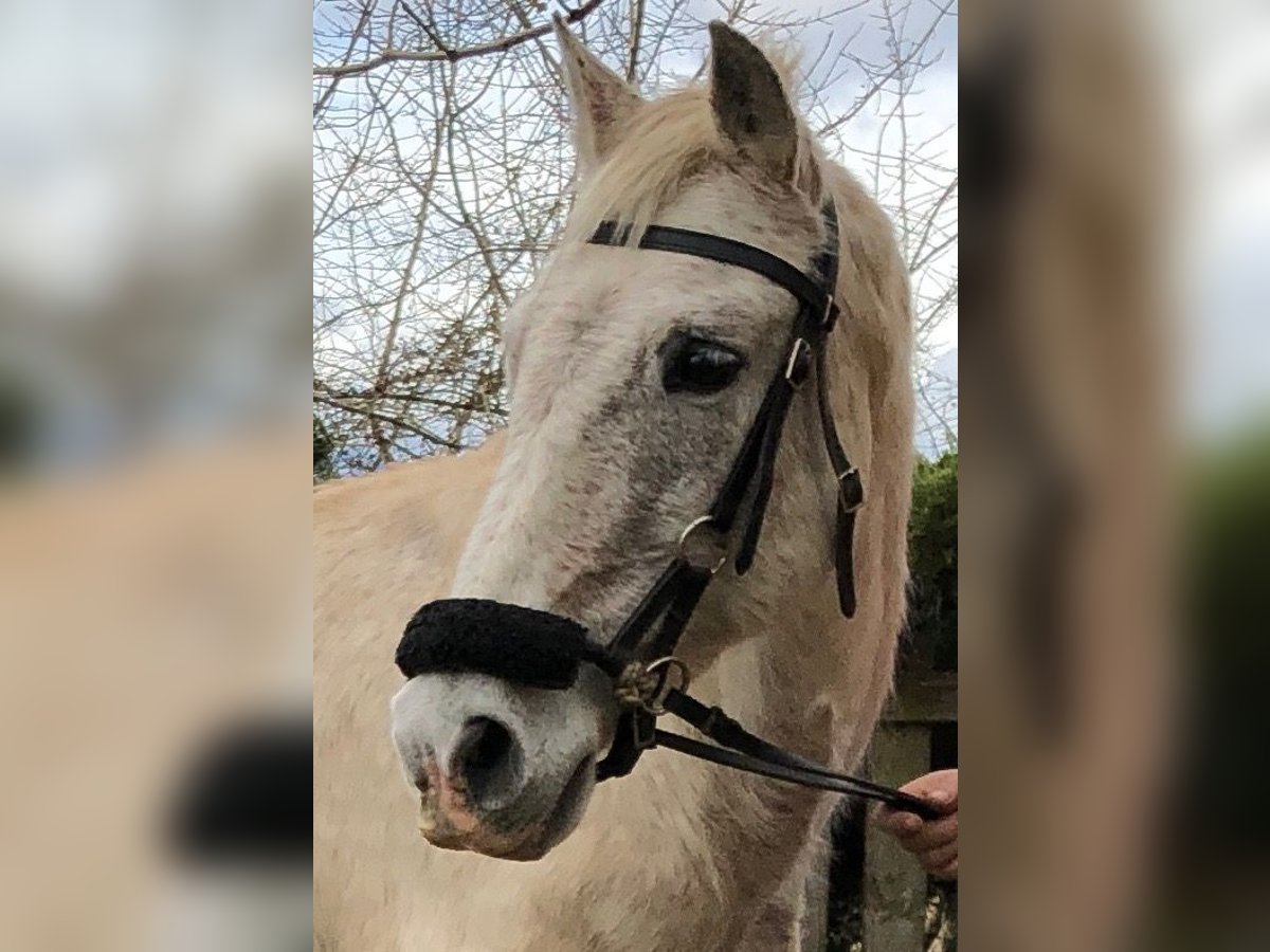 Andalou Hongre 15 Ans 155 cm Gris moucheté in HaderswörthLanzenkirchen