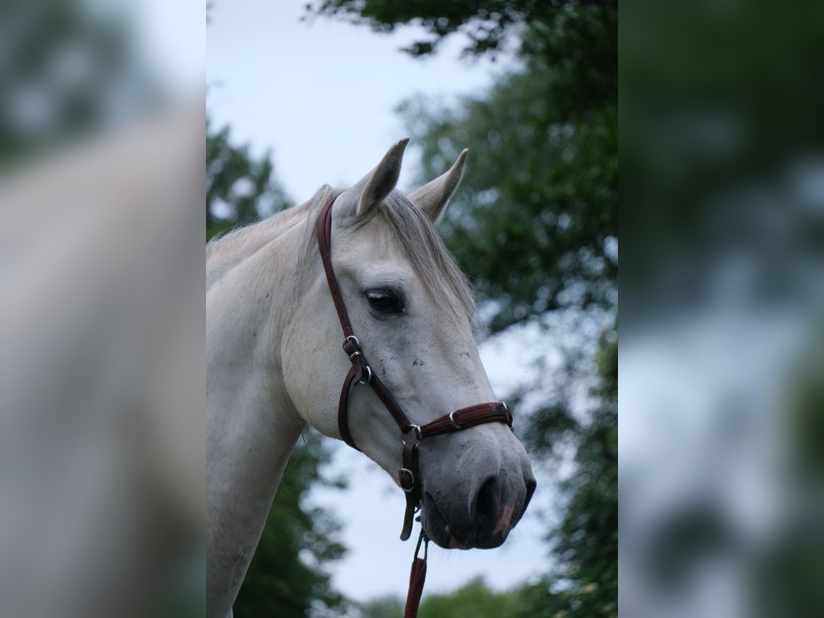 Andalou Croisé Hongre 15 Ans 158 cm Gris in Rosendahl