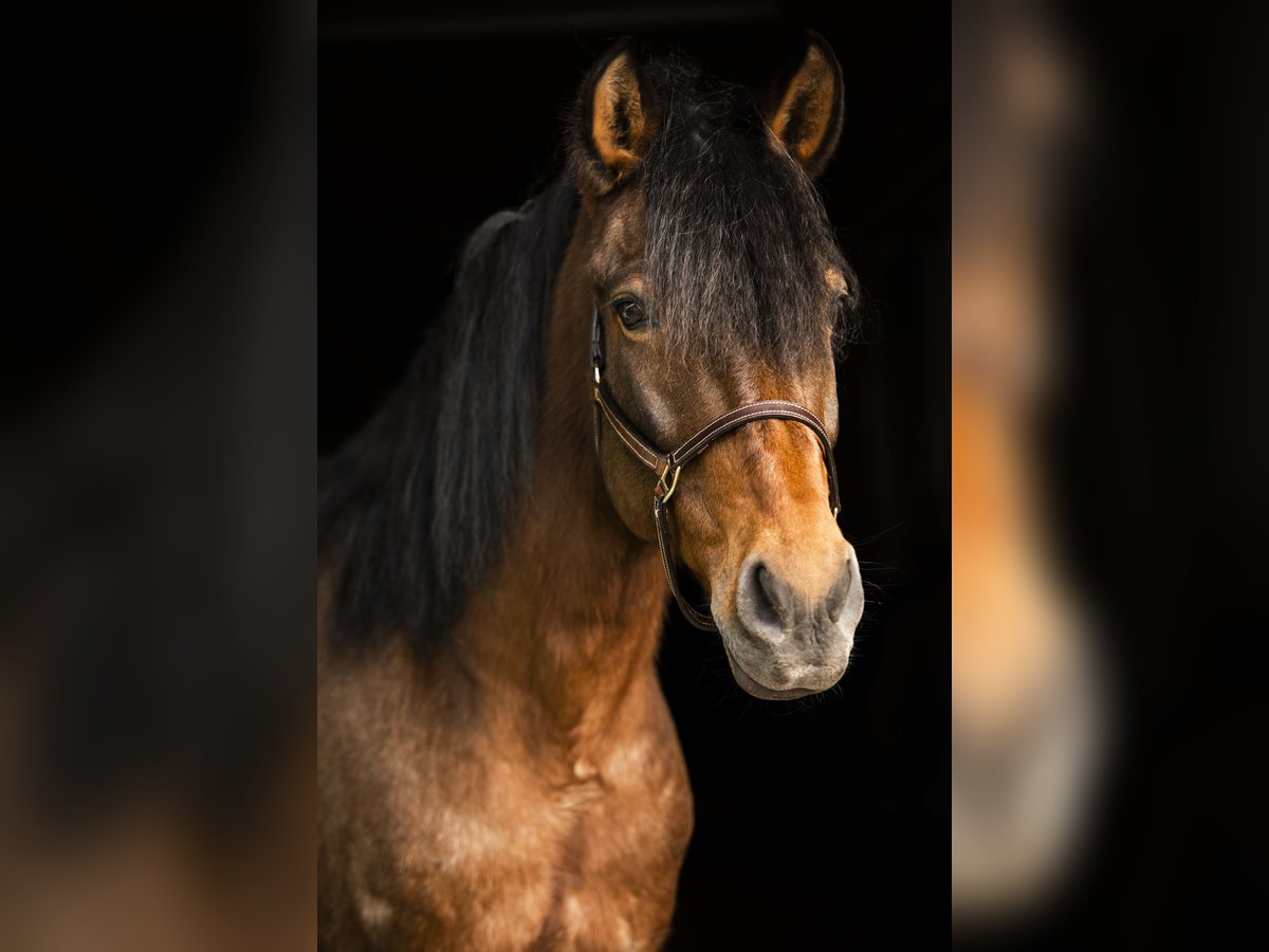 Andalou Croisé Hongre 15 Ans 160 cm Roan-Bay in Efringen-Kirchen