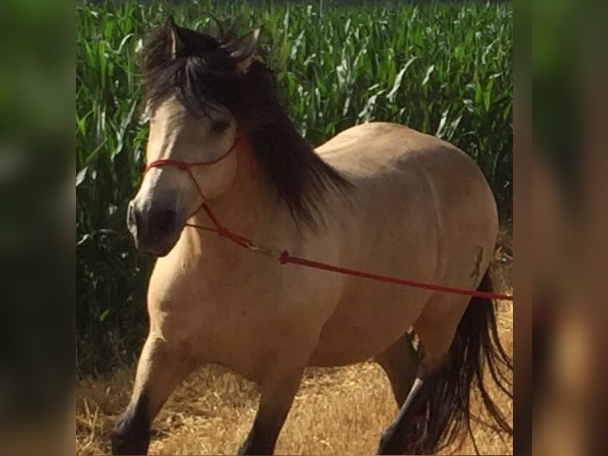 Andalou Hongre 16 Ans 156 cm Buckskin in Stuttgart