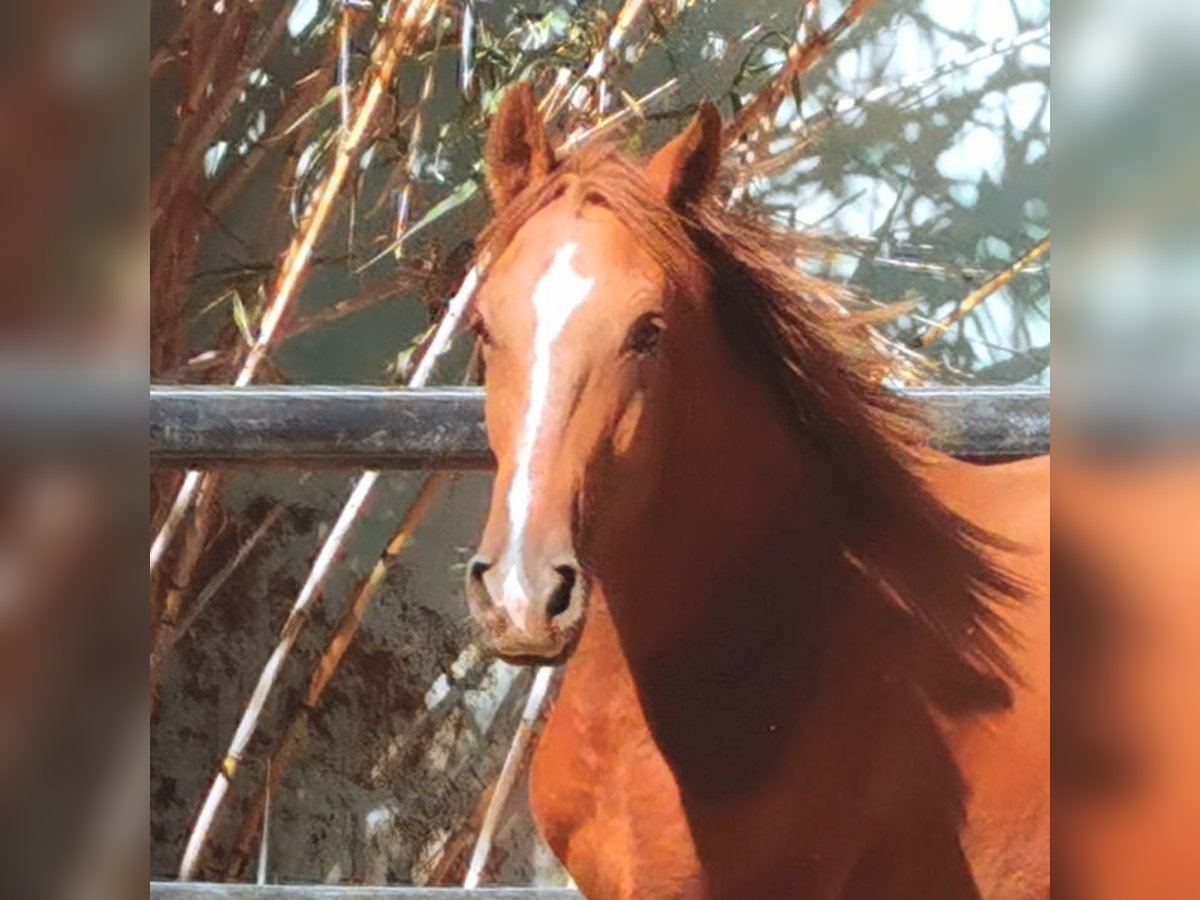 Andalou Hongre 2 Ans 162 cm Alezan in Adra Almeria