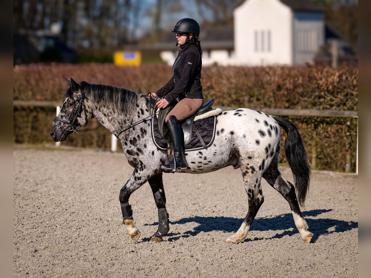 Andalou Hongre 3 Ans 144 cm Léopard in Neustadt (Wied)