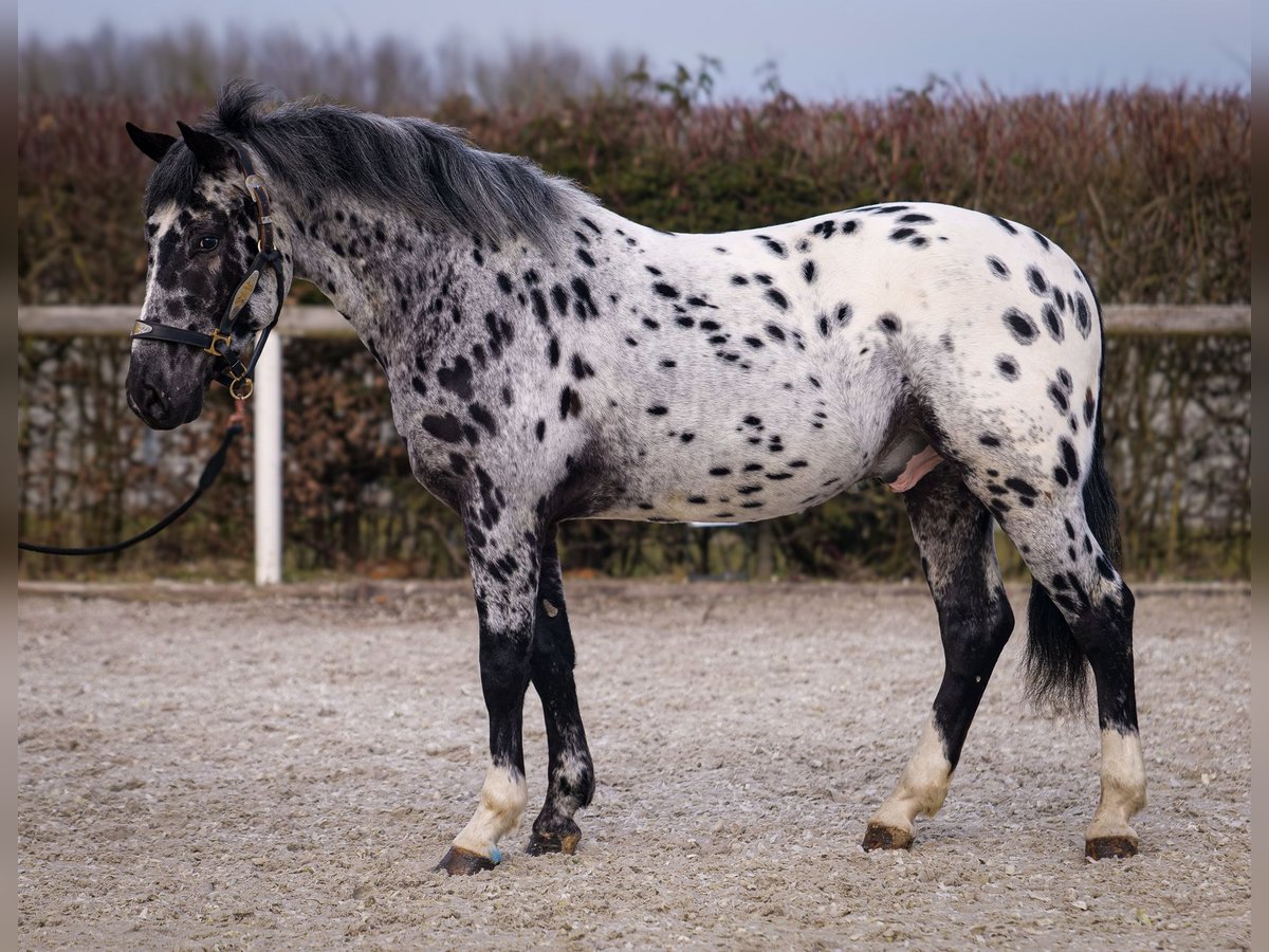 Andalou Hongre 3 Ans 144 cm Léopard in Neustadt (Wied)