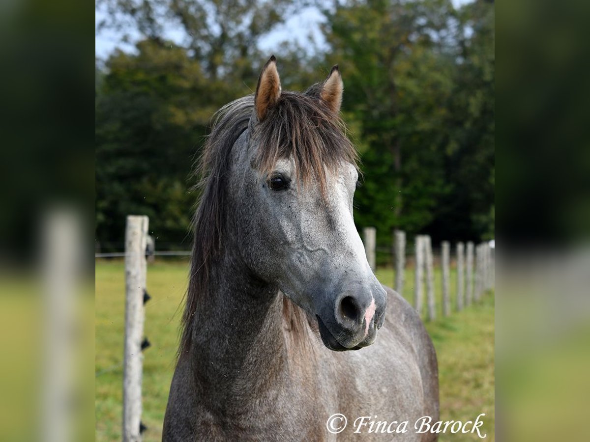 Andalou Hongre 3 Ans 150 cm Gris in Wiebelsheim