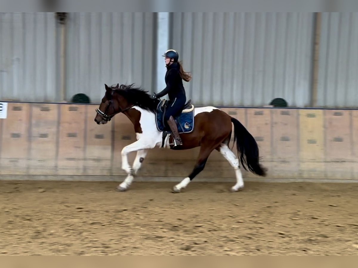 Andalou Hongre 3 Ans 158 cm Pinto in Neustadt (Wied)