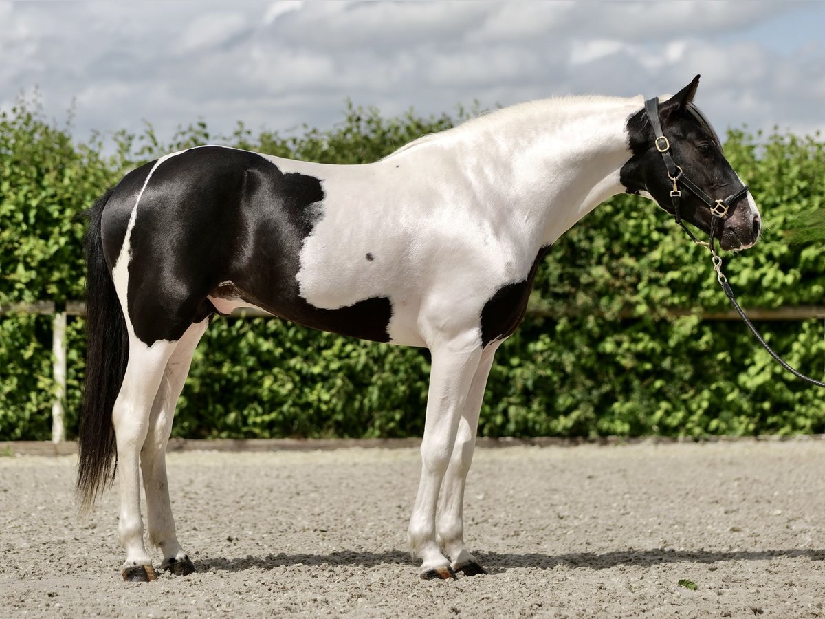 Andalou Hongre 3 Ans 158 cm Pinto in Neustadt (Wied)