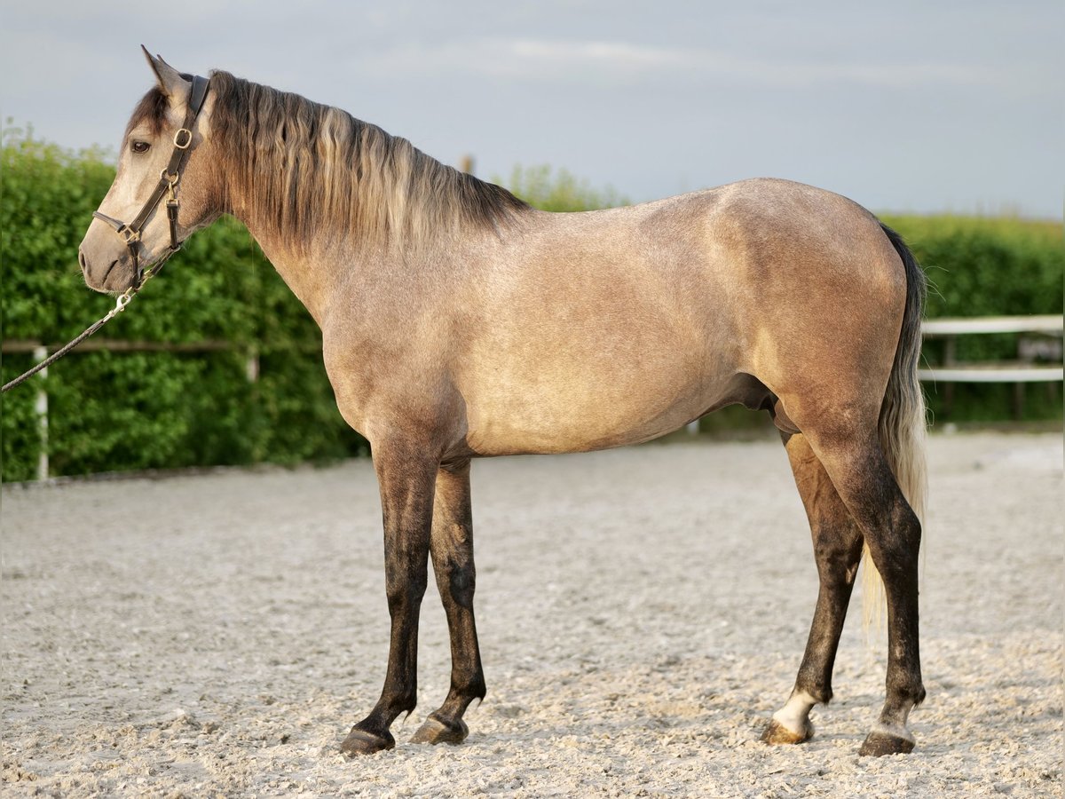 Andalou Hongre 3 Ans 163 cm Gris in Neustadt (Wied)