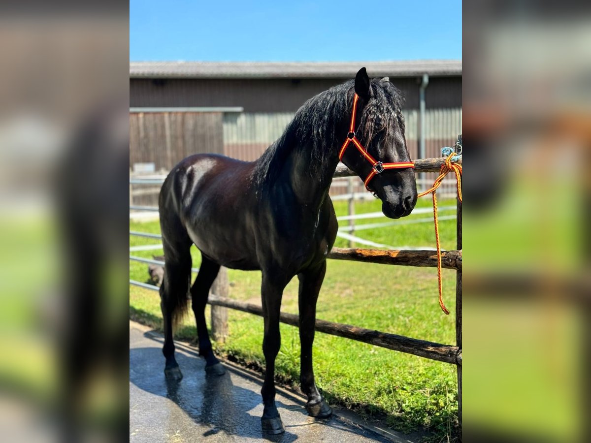 Andalou Hongre 3 Ans 170 cm Noir in Affoltern am Albis