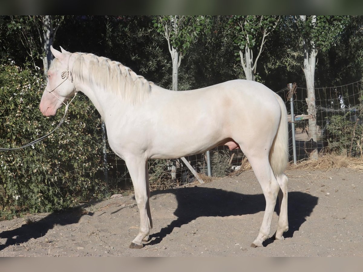 Andalou Hongre 4 Ans 148 cm Blanc in Malaga