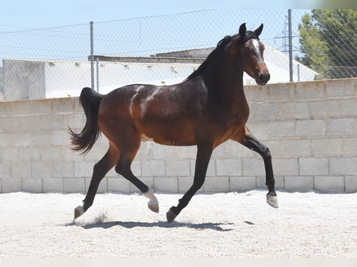 Andalou Hongre 4 Ans 151 cm Bai brun in Provinz Granada