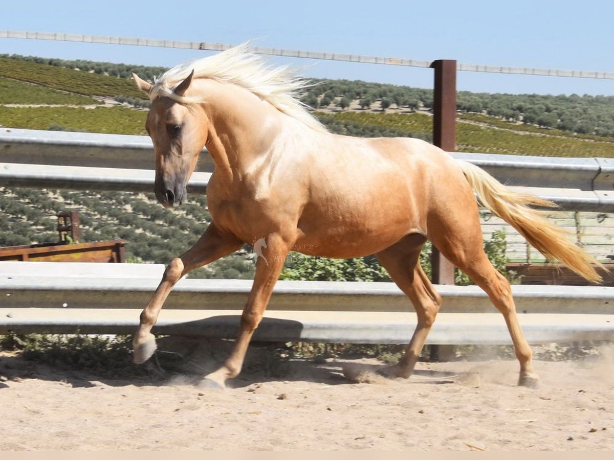 Andalou Hongre 4 Ans 155 cm Palomino in Provinz Cordoba