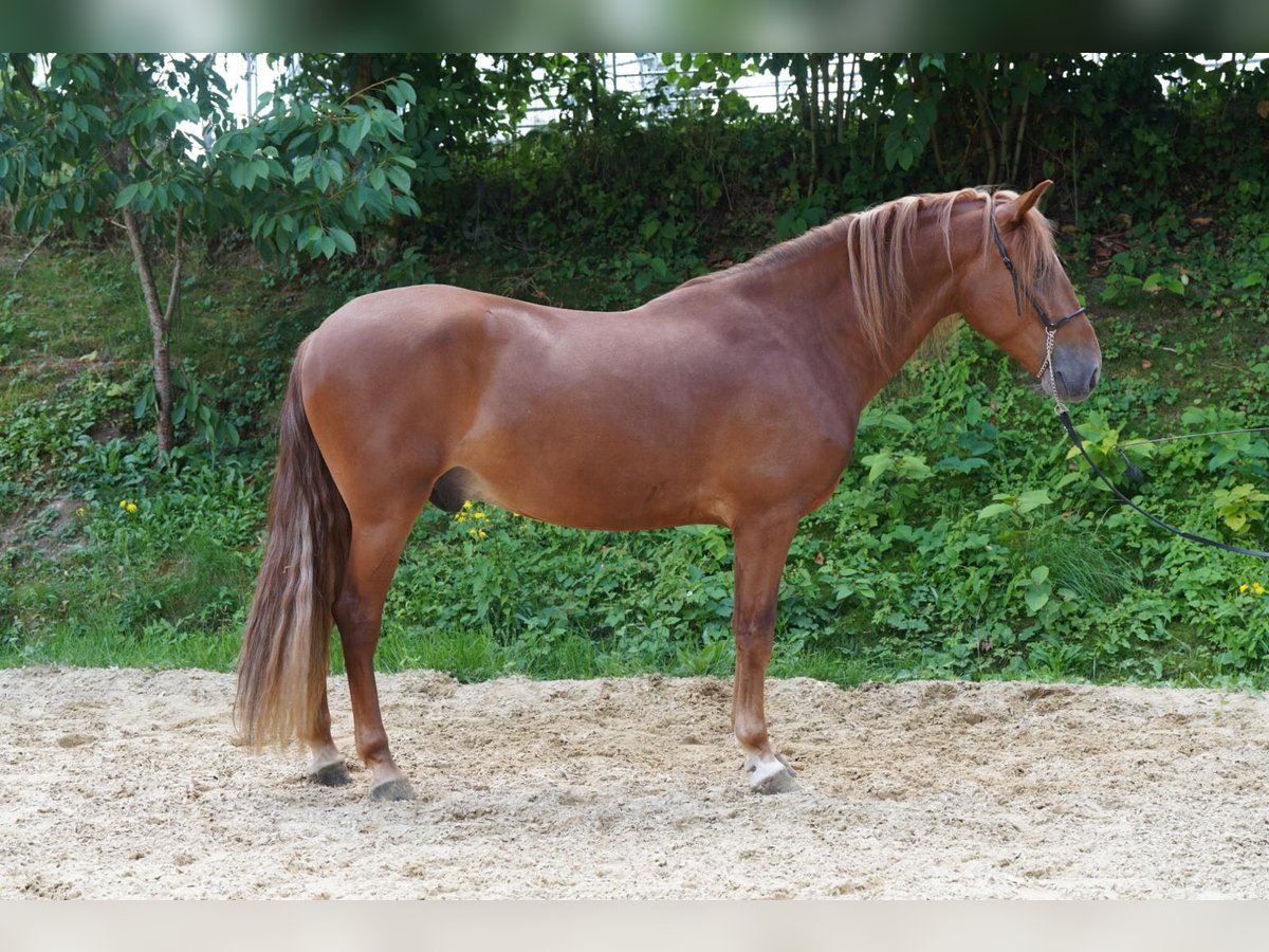 Andalou Croisé Hongre 4 Ans 160 cm Alezan in Krumbach