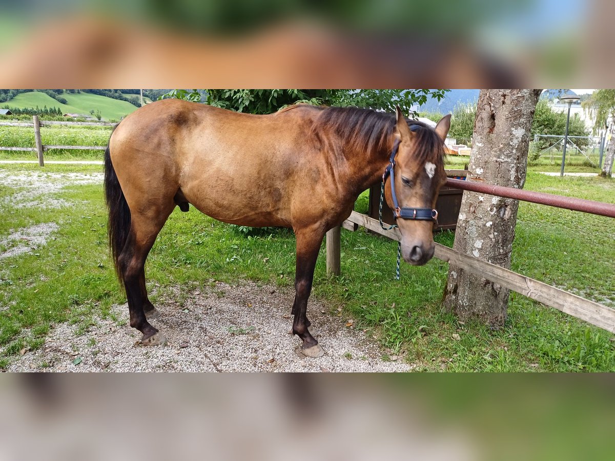 Andalou Croisé Hongre 4 Ans 160 cm Buckskin in Unken