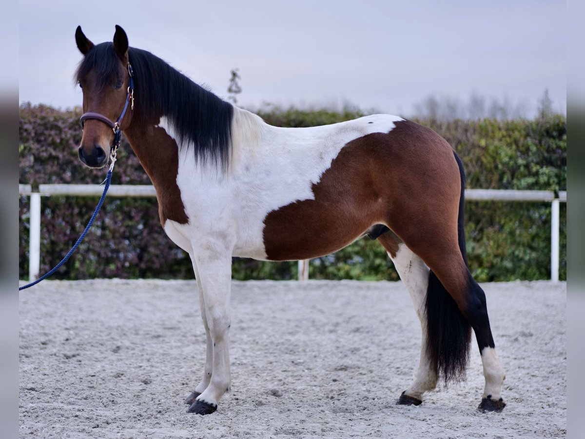 Andalou Hongre 4 Ans 160 cm Pinto in Neustadt (Wied)