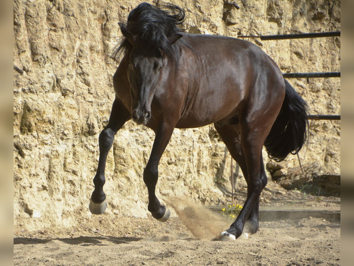 Andalou Hongre 4 Ans 160 cm in Krumbach