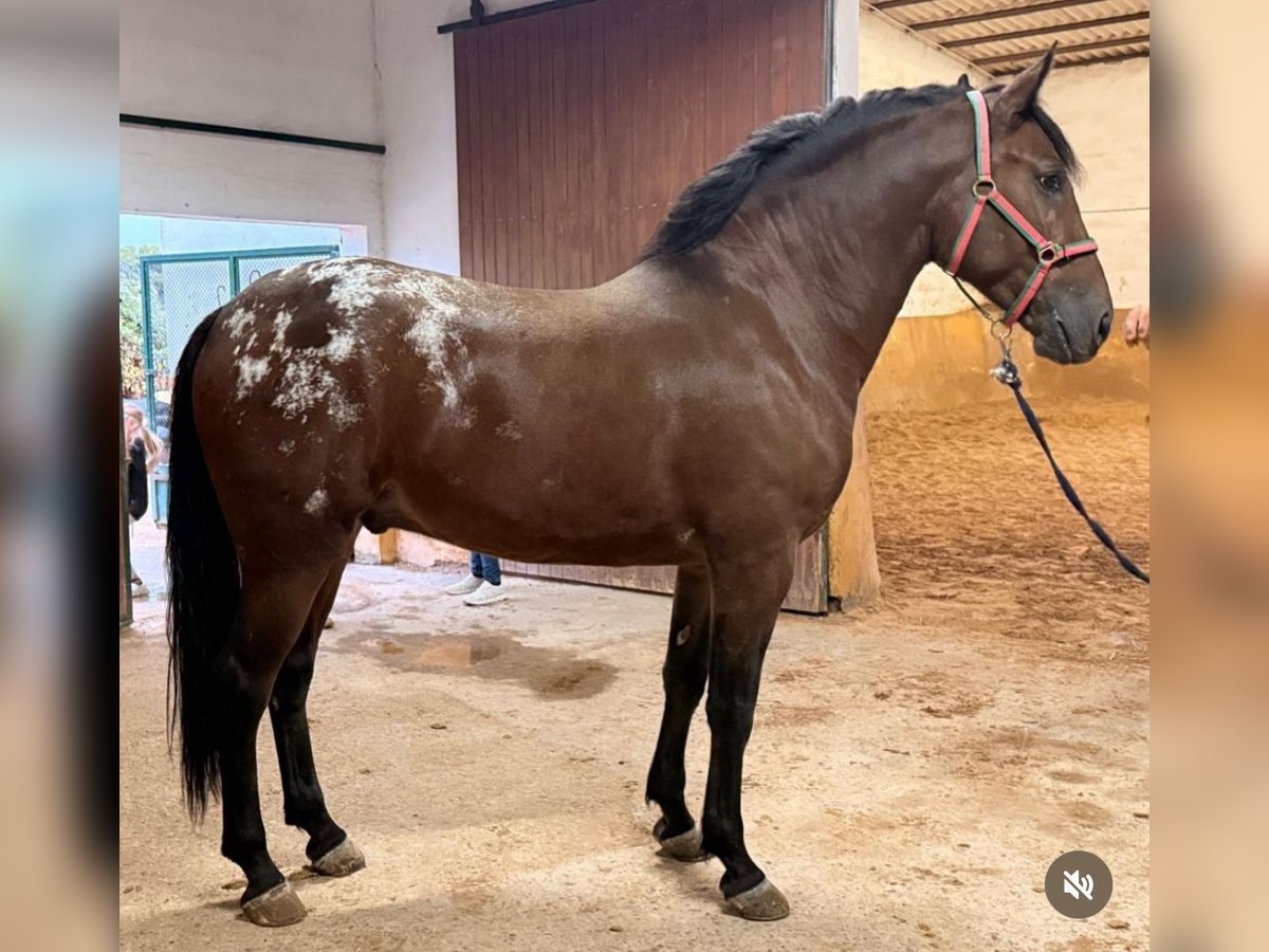 Andalou Hongre 4 Ans 163 cm Bai in Lochen am See