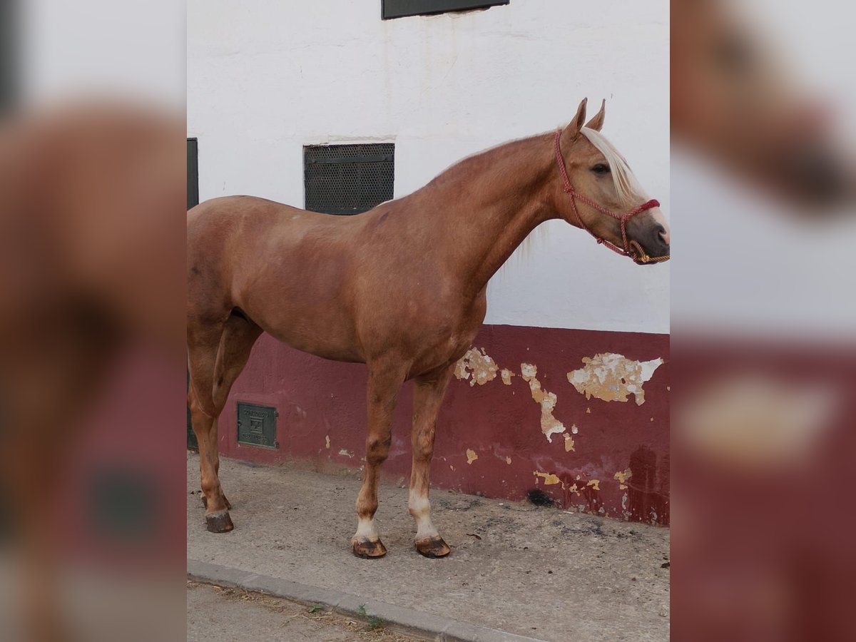 Andalou Hongre 4 Ans 163 cm Palomino in Puertollano