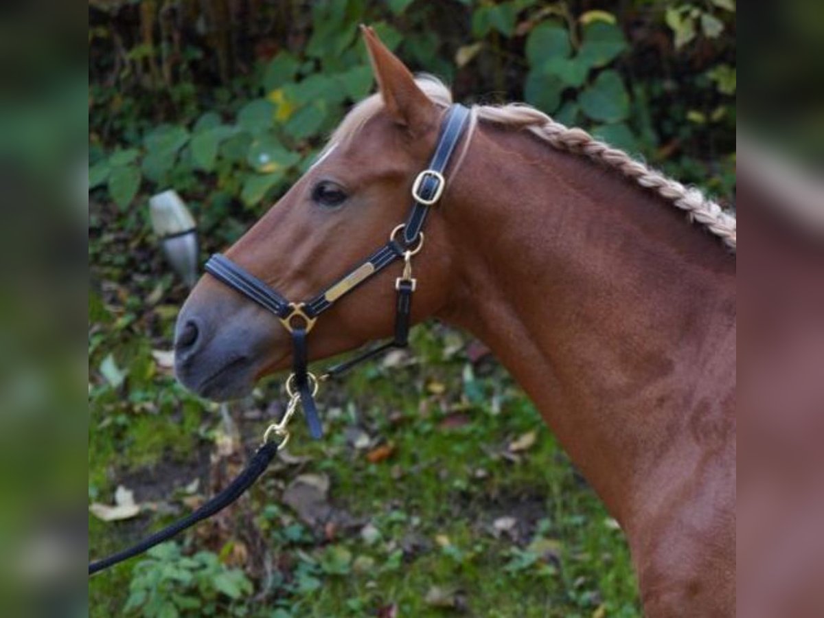 Andalou Croisé Hongre 5 Ans 150 cm Alezan in München