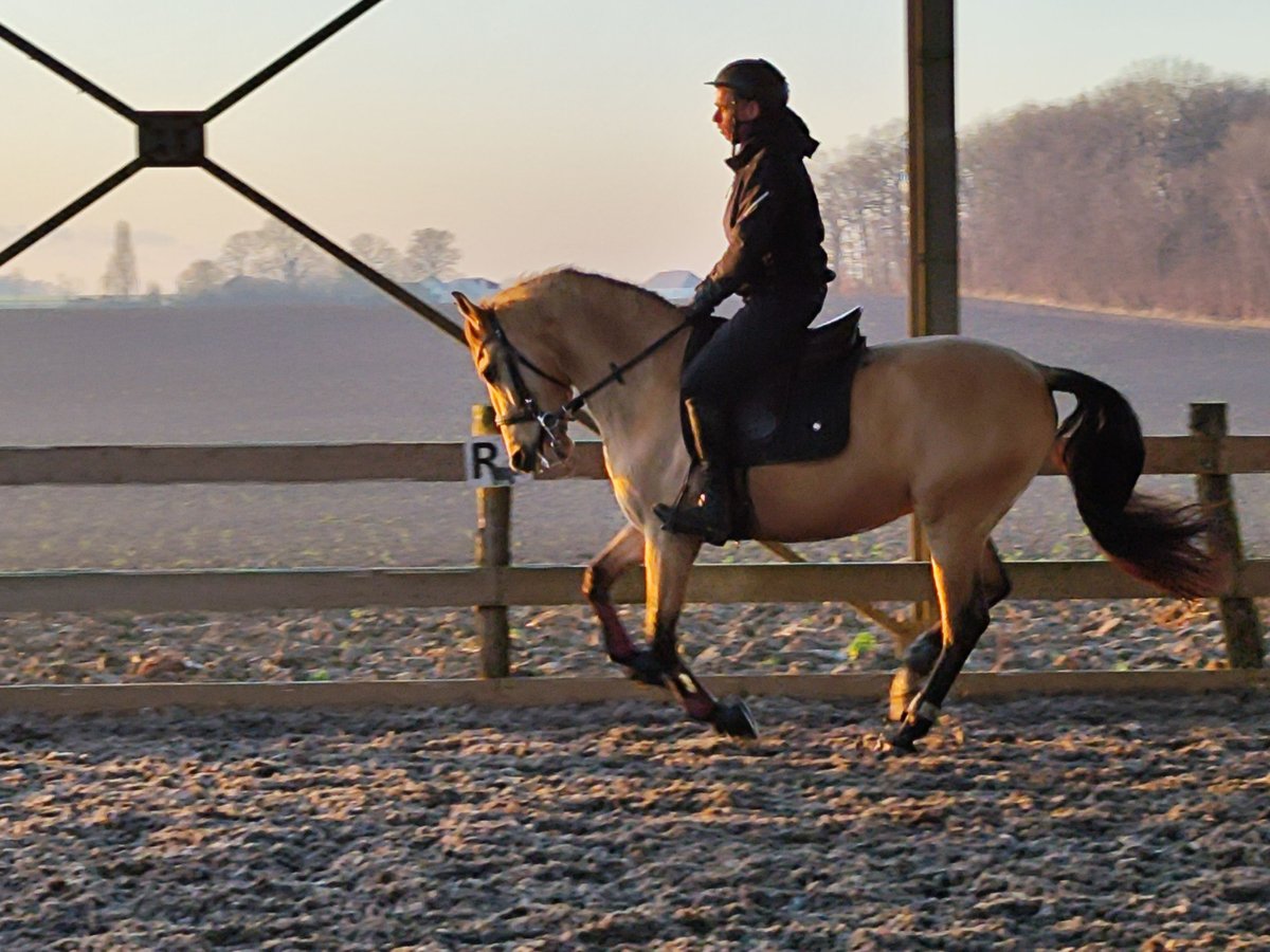 Andalou Hongre 5 Ans 152 cm Isabelle in Le Vézier