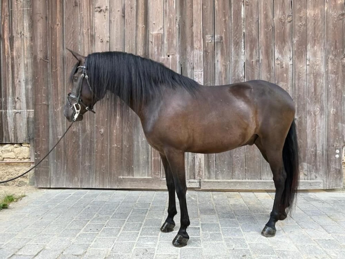 Andalou Hongre 5 Ans 155 cm Noir in Wellheim