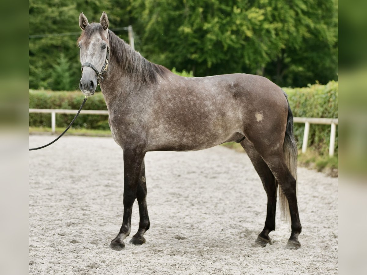 Andalou Hongre 5 Ans 160 cm Rouan bleu in Neustadt (Wied)