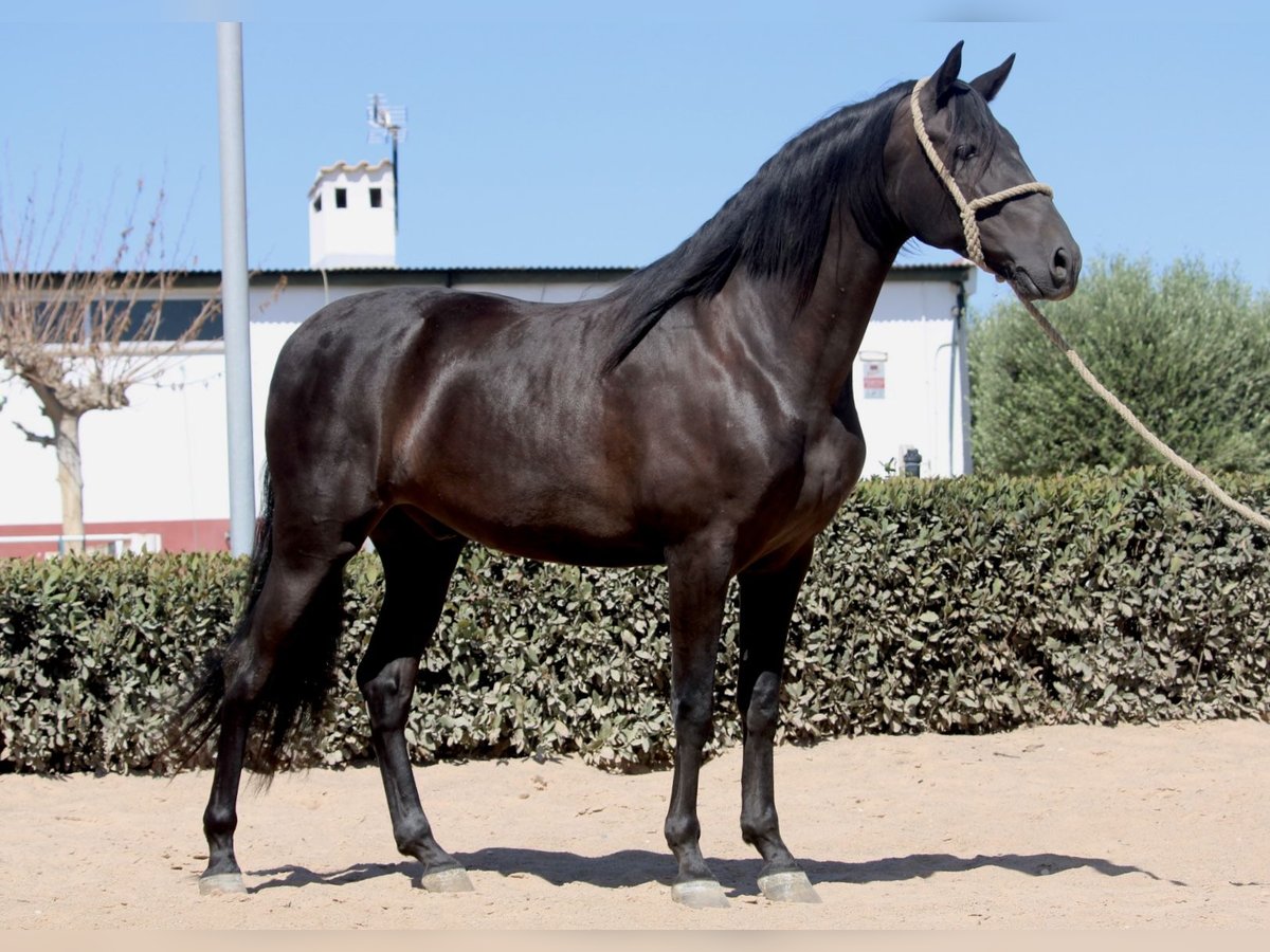 Andalou Hongre 5 Ans 161 cm Noir in Valencia