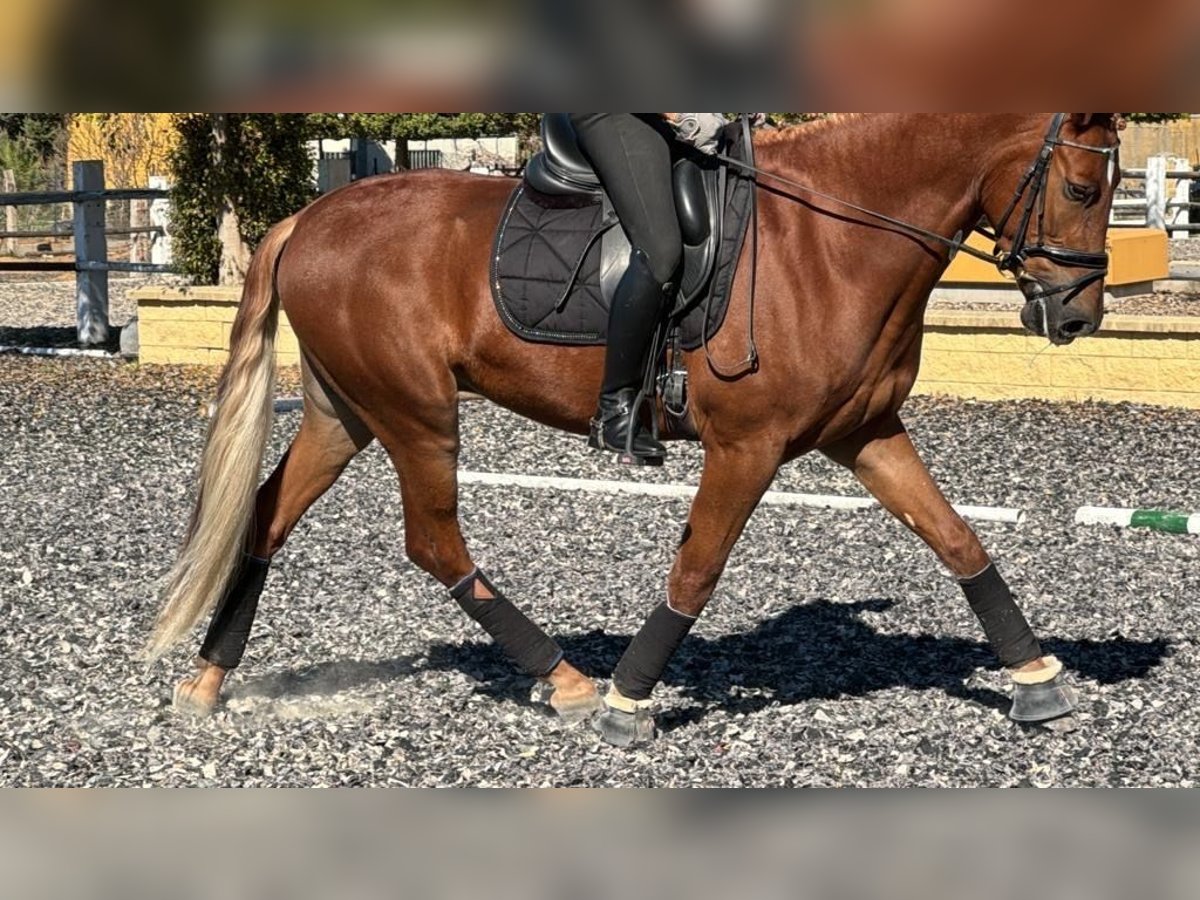 Andalou Hongre 5 Ans 165 cm Alezan brûlé in Caceres