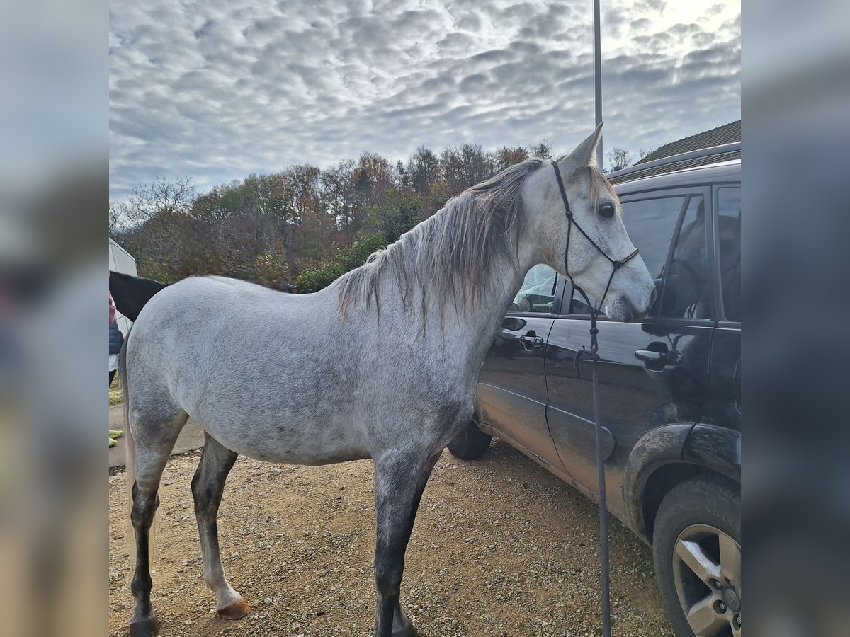 Andalou Hongre 6 Ans 150 cm Gris pommelé in Diegten