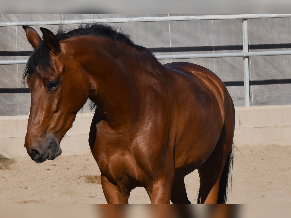 Andalou Hongre 6 Ans 157 cm Bai in Tabernas Almeria