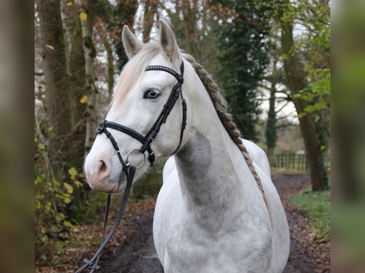 Andalou Hongre 6 Ans 158 cm Gris pommelé in Nettetal