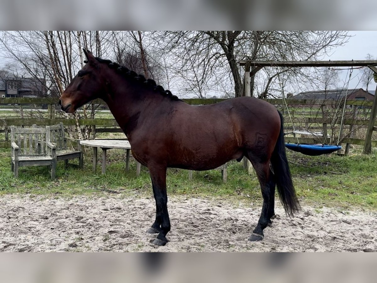 Andalou Hongre 6 Ans 159 cm Bai brun in Barneveld