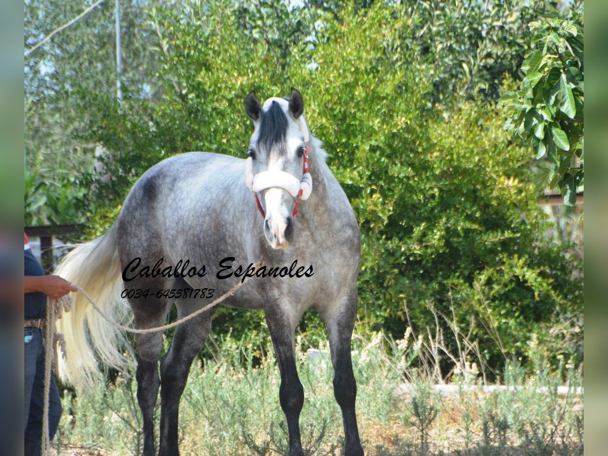 Andalou Hongre 6 Ans 159 cm Gris pommelé in Vejer de la Frontera