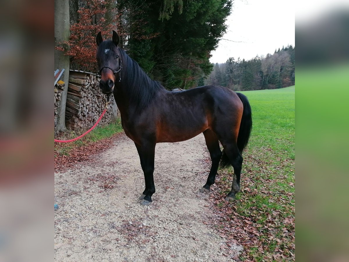 Andalou Croisé Hongre 6 Ans 162 cm Bai brun in Langenbruck